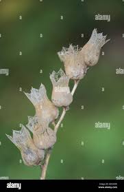 Attēlu rezultāti vaicājumam “Hyoscyamus niger fruit”