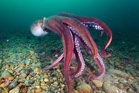 Image result for Enteroctopus dofleini