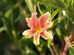 Image result for Mimulus x hybrida