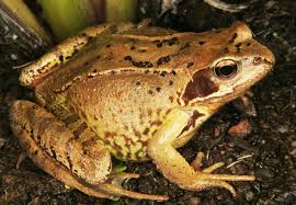 Attēlu rezultāti vaicājumam “Rana temporaria”