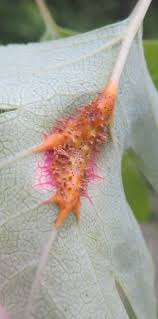 Attēlu rezultāti vaicājumam “Gymnosporangium sp.”