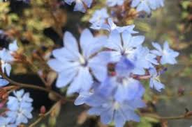 Attēlu rezultāti vaicājumam “Plumbaginaceae”