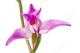 Attēlu rezultāti vaicājumam “Cephalanthera rubra flower”