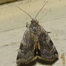 Attēlu rezultāti vaicājumam “Cryptocala chardinyi”