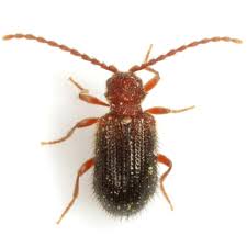 Attēlu rezultāti vaicājumam “Ptinus sp.”