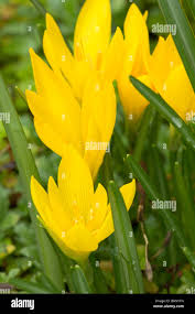 Attēlu rezultāti vaicājumam “Colchicum luteum flower”