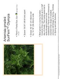 Image result for Artemisia gmelinii