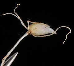 Attēlu rezultāti vaicājumam “Eleocharis quinqueflora”