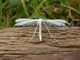 Attēlu rezultāti vaicājumam “Pterophorus pentadactyla”
