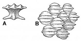 Image result for Carcharhinus acronotus