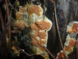 Attēlu rezultāti vaicājumam “Leucogyrophana sororia”