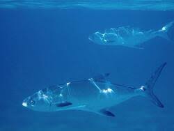 Image result for Lichia amia