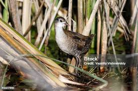 Image result for Porzana parva