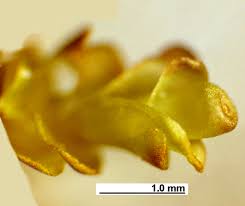 Attēlu rezultāti vaicājumam “Jungermannia subulata”