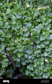 Attēlu rezultāti vaicājumam “Pellia epiphylla sporophyte”