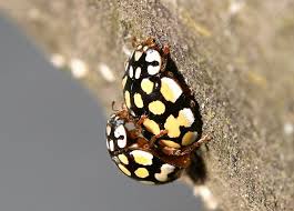 Attēlu rezultāti vaicājumam “Sospita vigintiguttata”