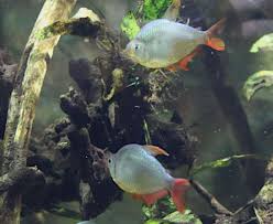 Attēlu rezultāti vaicājumam “Bilimbia tetramera”