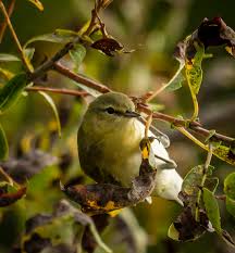 Image result for Vermivora peregrina