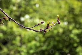 Attēlu rezultāti vaicājumam “Acer tataricum subsp. ginnala bud”