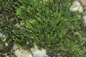 Attēlu rezultāti vaicājumam “Hygroamblystegium varium”