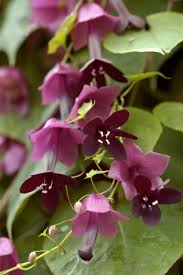 Image result for Rhodochiton atrosanguineum