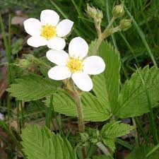 Attēlu rezultāti vaicājumam “Fragaria moschata flower”
