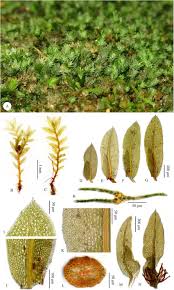 Attēlu rezultāti vaicājumam “Fissidens pusillus”