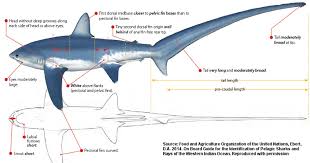 Image result for Alopias vulpinus