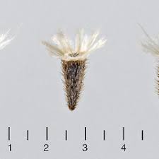 Attēlu rezultāti vaicājumam “Galinsoga quadriradiata”
