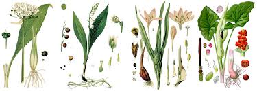 Attēlu rezultāti vaicājumam “Allium ursinum fruit”