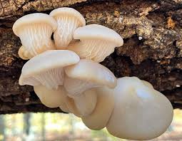 Attēlu rezultāti vaicājumam “Pleurotus ostreatus”