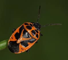 Attēlu rezultāti vaicājumam “Eurydema dominulus imago”