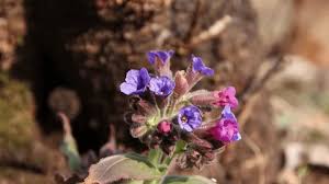 Attēlu rezultāti vaicājumam “Pulmonaria obscura bud”