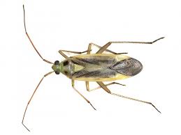 Attēlu rezultāti vaicājumam “Stenotus binotatus male”