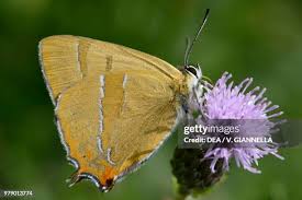 Attēlu rezultāti vaicājumam “Theclinae”