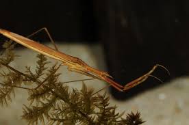 Attēlu rezultāti vaicājumam “Ranatra linearis”