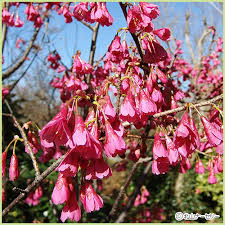 Image result for 緋寒桜