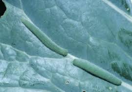 Attēlu rezultāti vaicājumam “Pieris rapae larva”