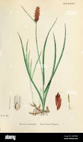 Attēlu rezultāti vaicājumam “Blysmus compressus leaf”