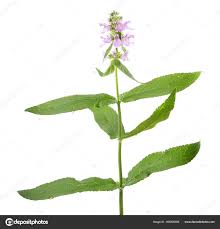 Attēlu rezultāti vaicājumam “Stachys palustris”