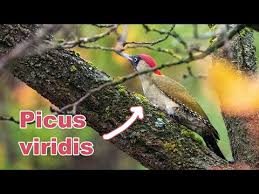 Attēlu rezultāti vaicājumam “Picus viridis nest”