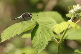 Attēlu rezultāti vaicājumam “Leucorrhinia caudalis”