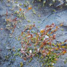 Attēlu rezultāti vaicājumam “Aloina rigida sporophyte”