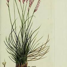 Attēlu rezultāti vaicājumam “Nardus stricta leaf”