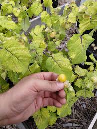 Attēlu rezultāti vaicājumam “Rubus caesius fruit”