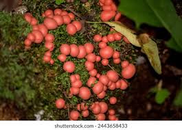 Attēlu rezultāti vaicājumam “Lycogala exiguum aggr. young”