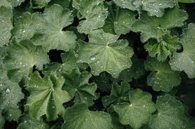 Image result for Alchemilla mollis