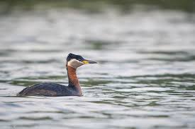 Image result for Podiceps grisegena
