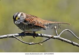 Image result for Zonotrichia albicollis