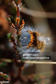 Attēlu rezultāti vaicājumam “Lasiocampa quercus larva”